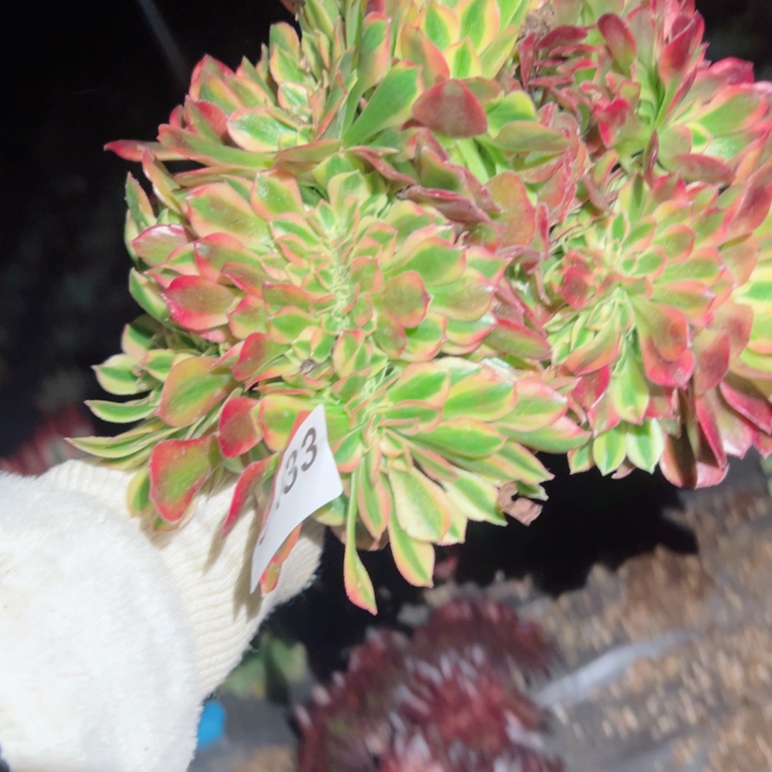 ，433 号多肉植物法师新年福利