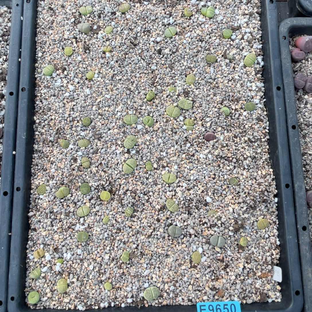 喵***猫9650筐福利不售后