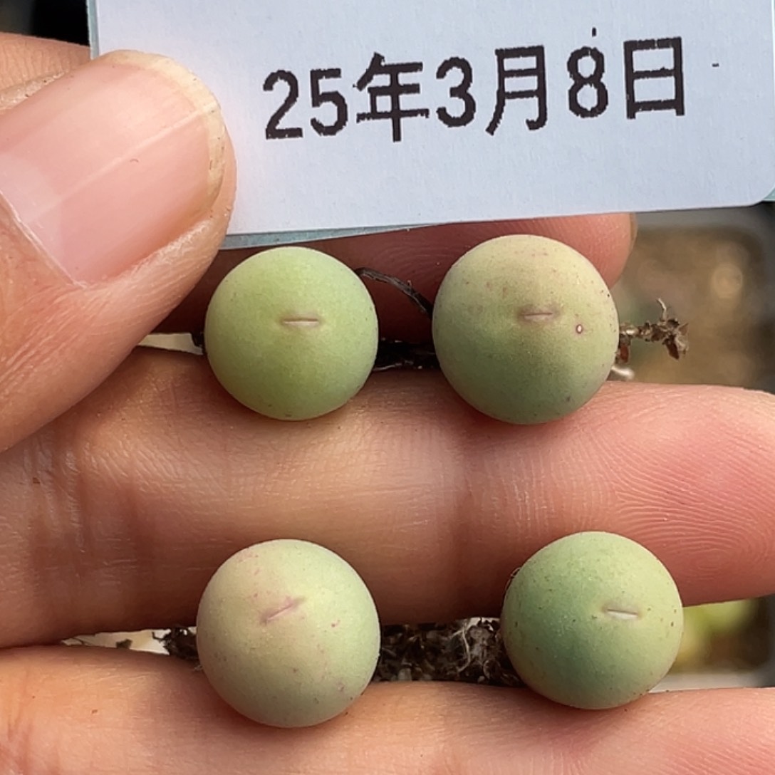 8-27红嘴鸽子蛋多肉植物