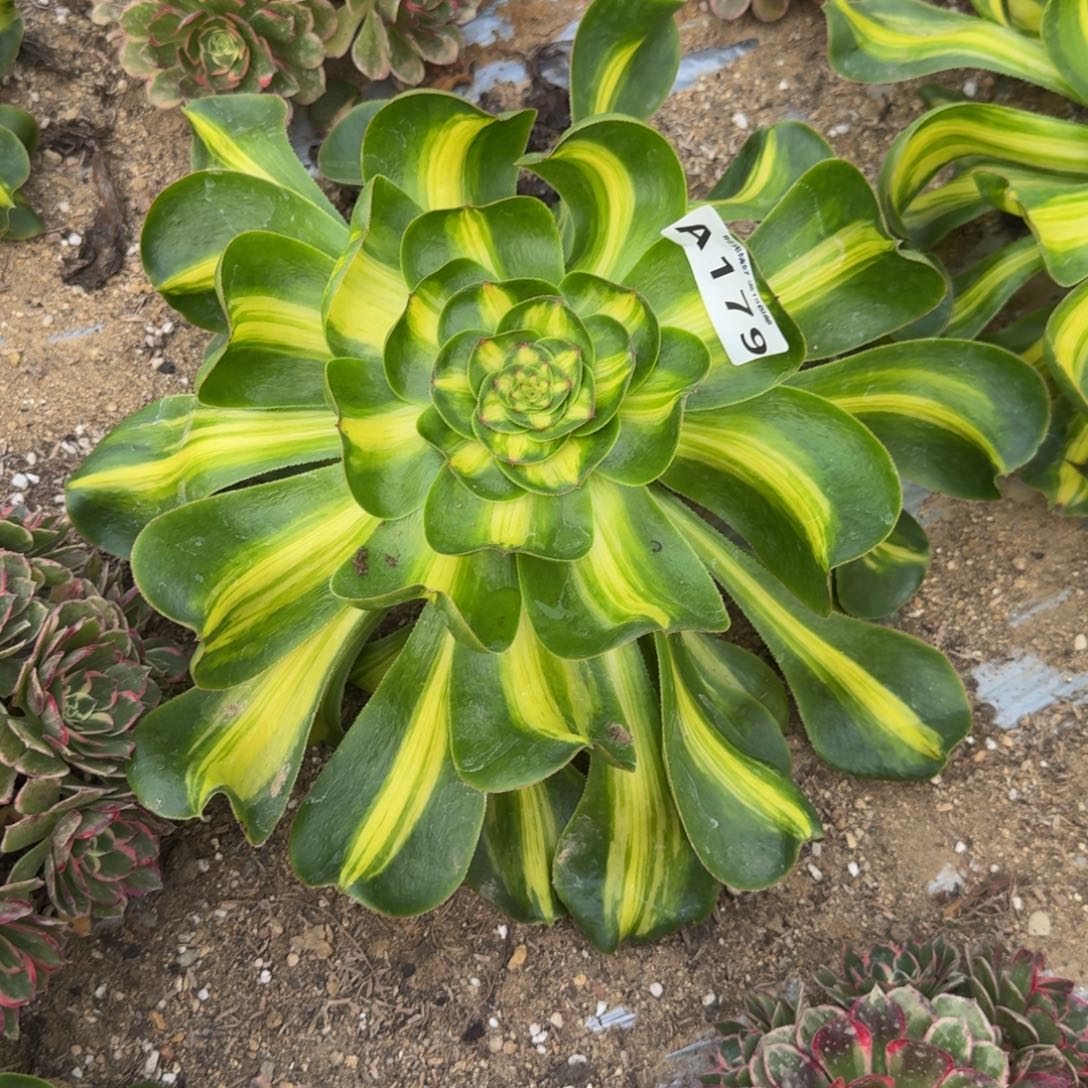 179暴君 多肉植物