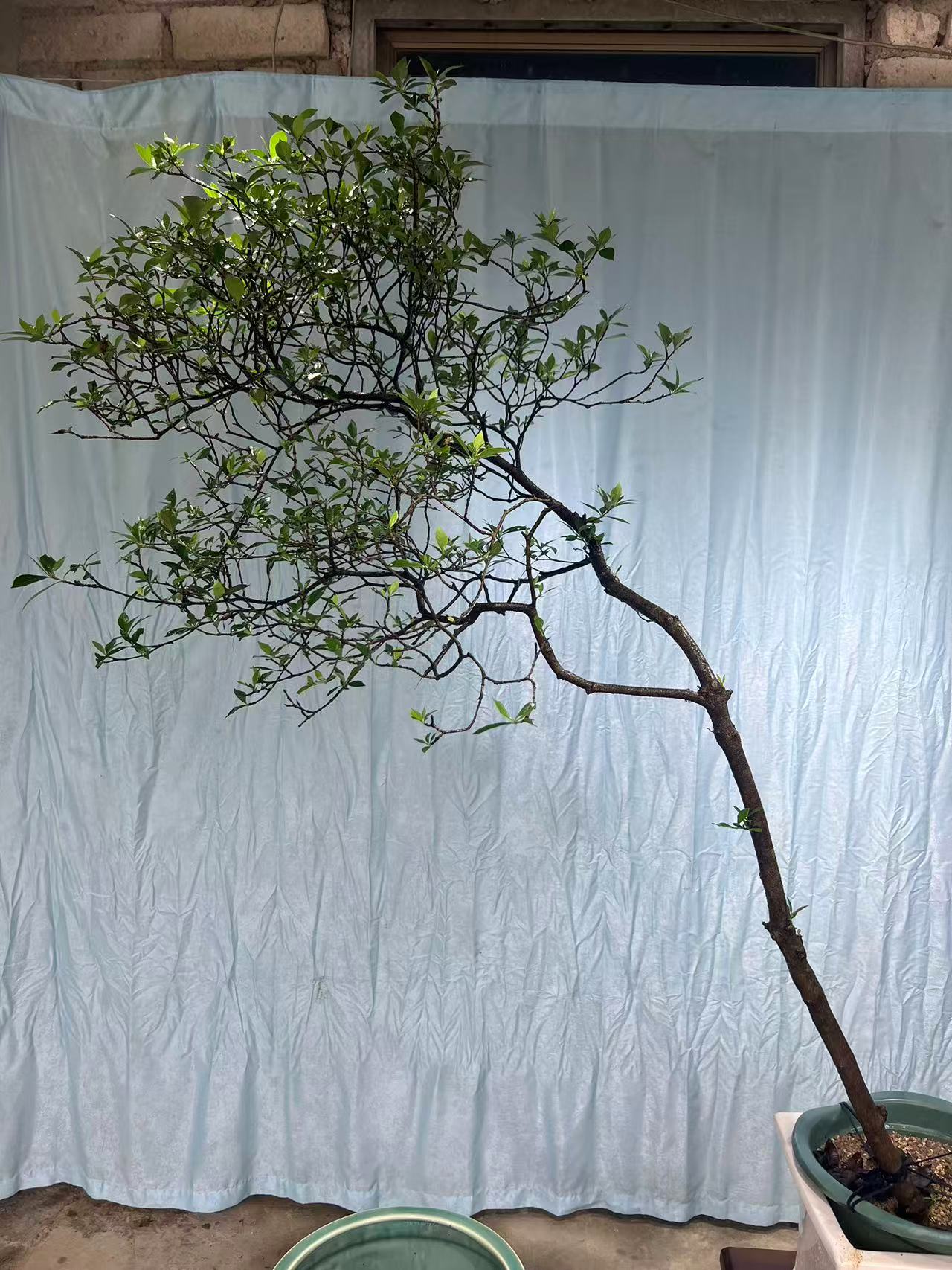 海岛栀子花直接漏价