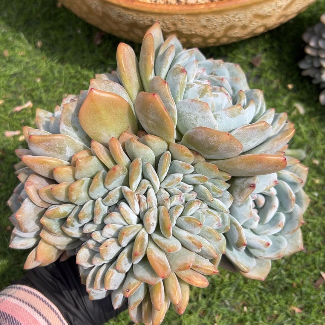 4头带缀大脸星影缀00000