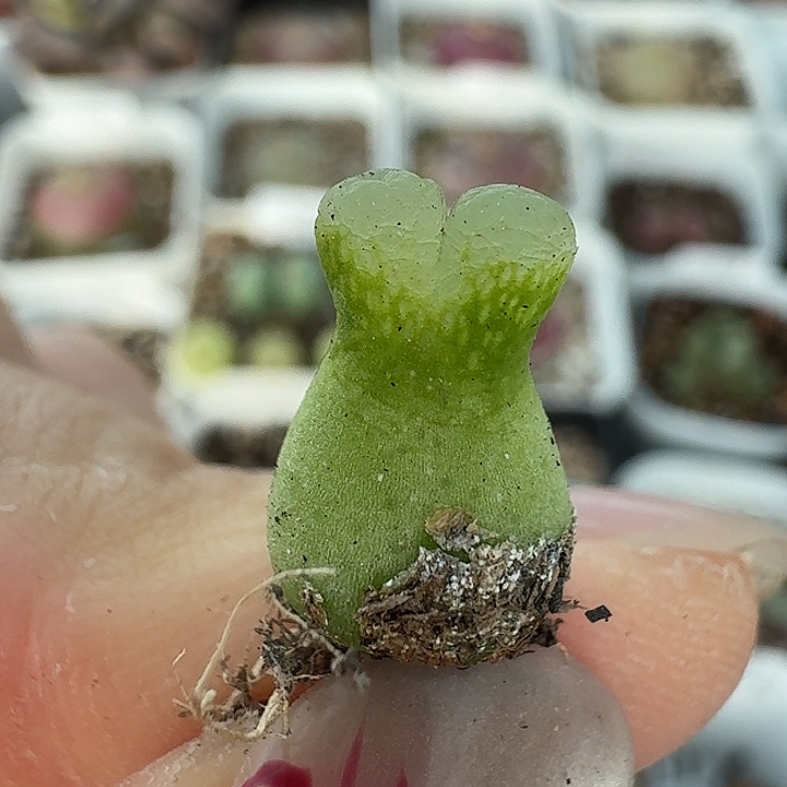 老马生石花巨型小葫芦205