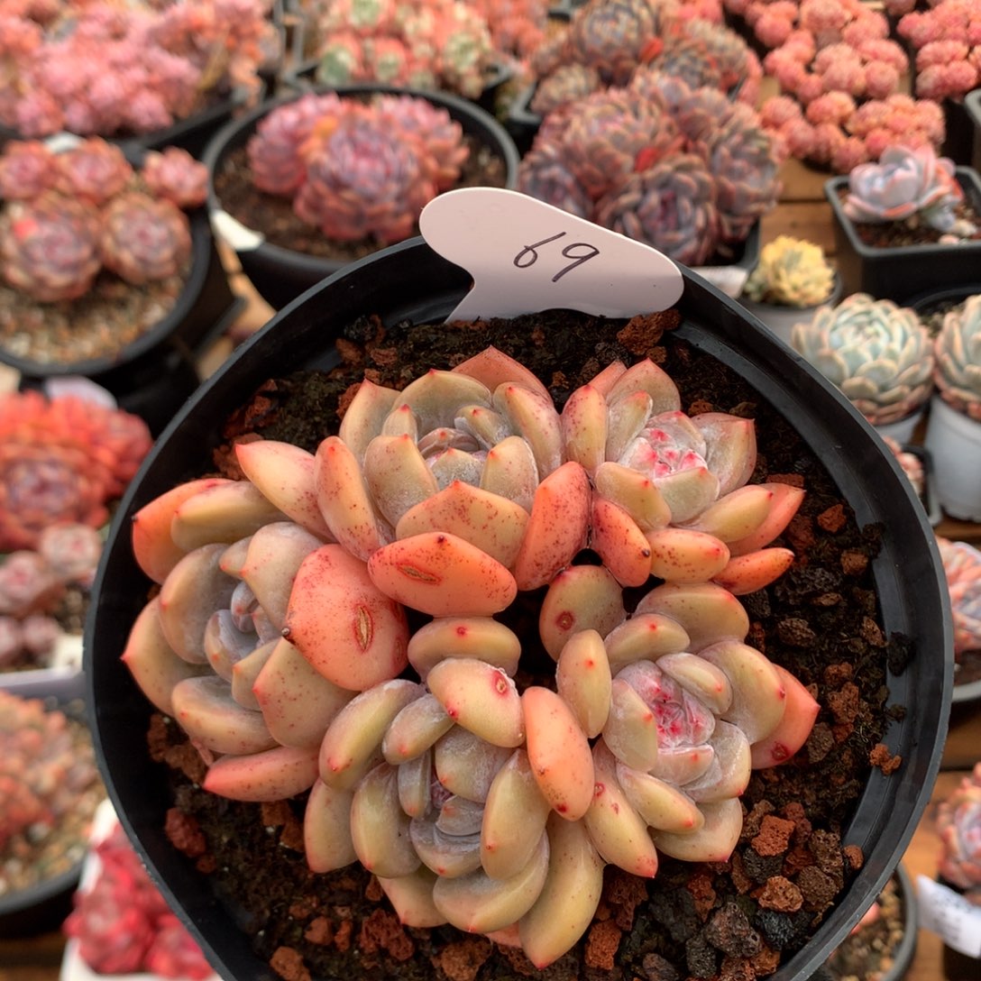 12厘米五头黄皮石榴籽 无砍 69