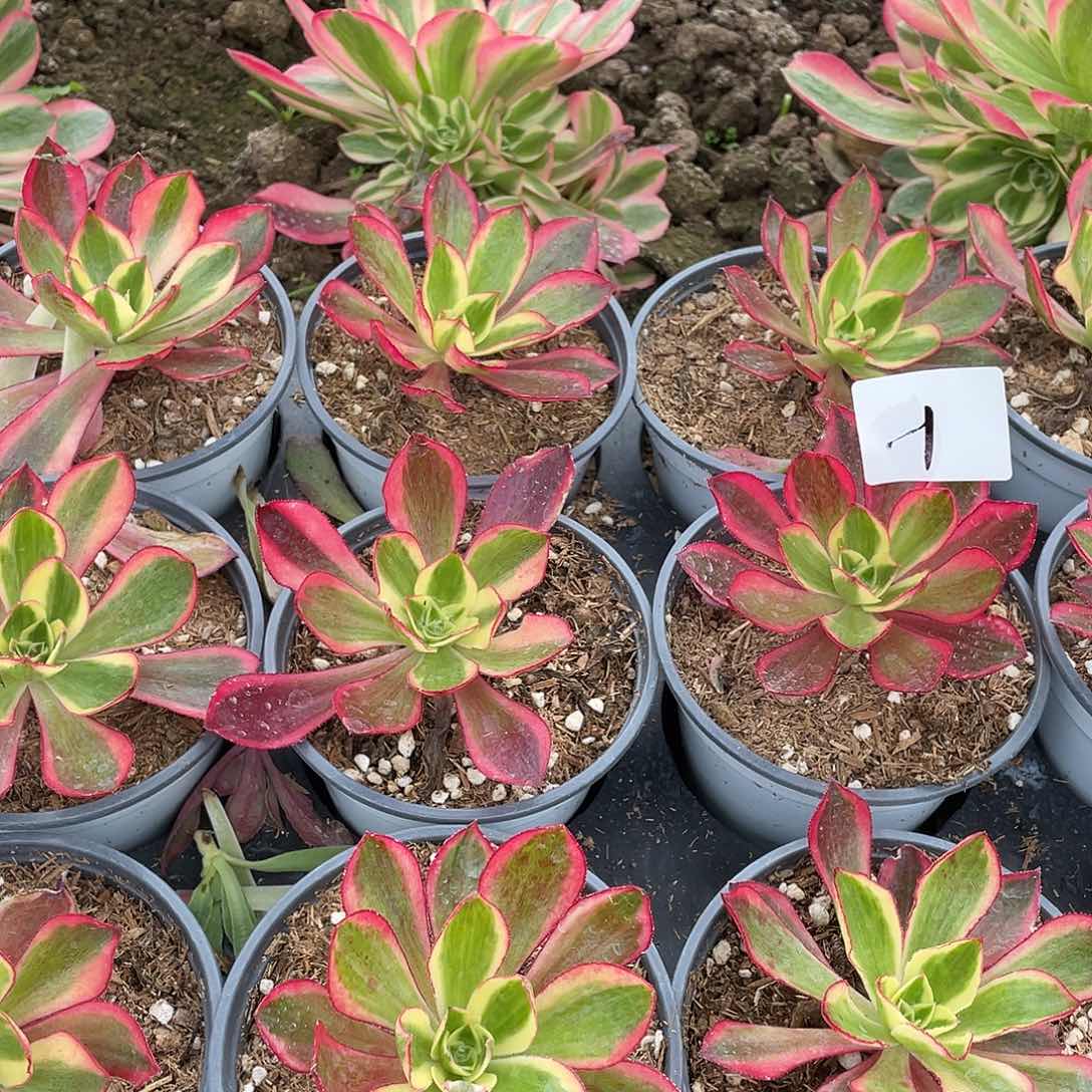 1法师植物魅影两颗
