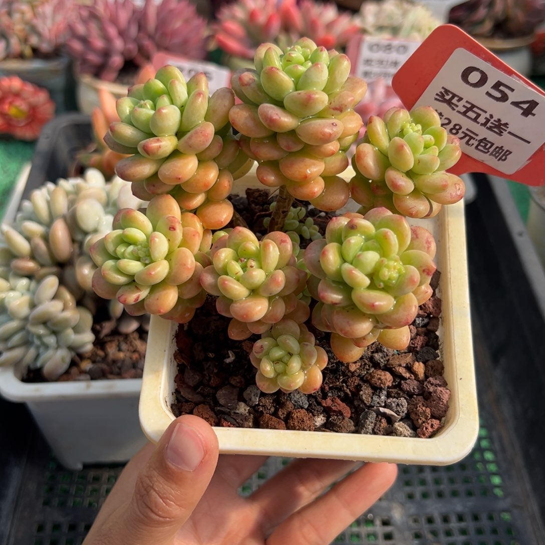 表妹精品多肉植物054.