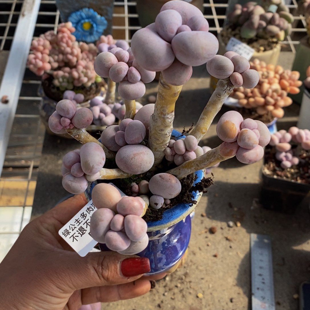 芸**生芭比奶酪008/10c m