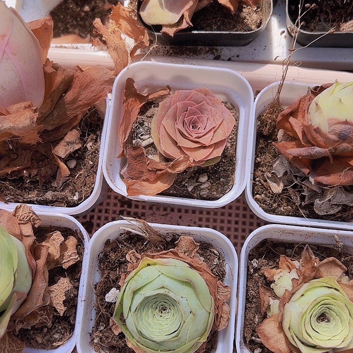 水蜜桃组合7盆带土带盆