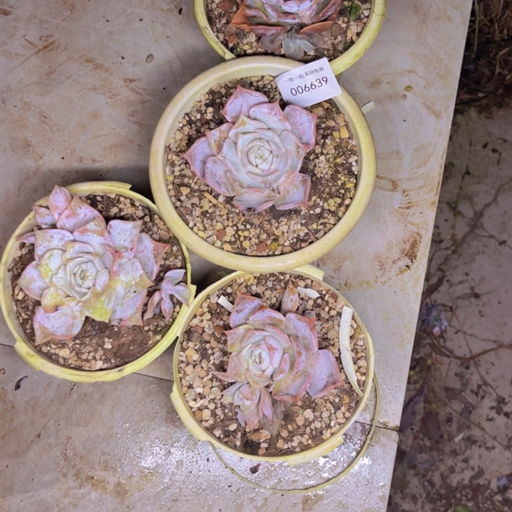 *****多肉一物一拍6639四颗