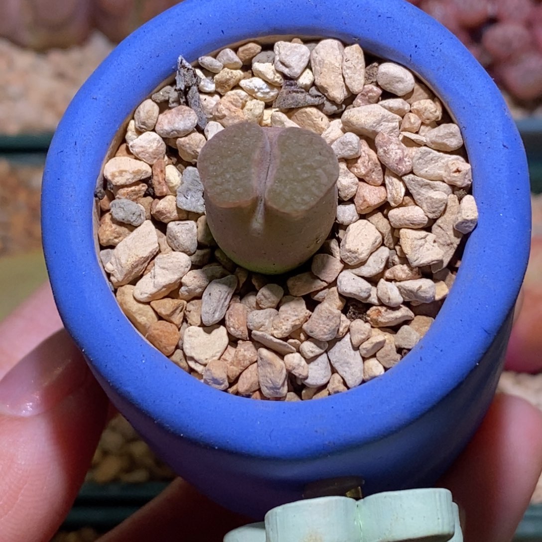 雪花磁铁带盆福利