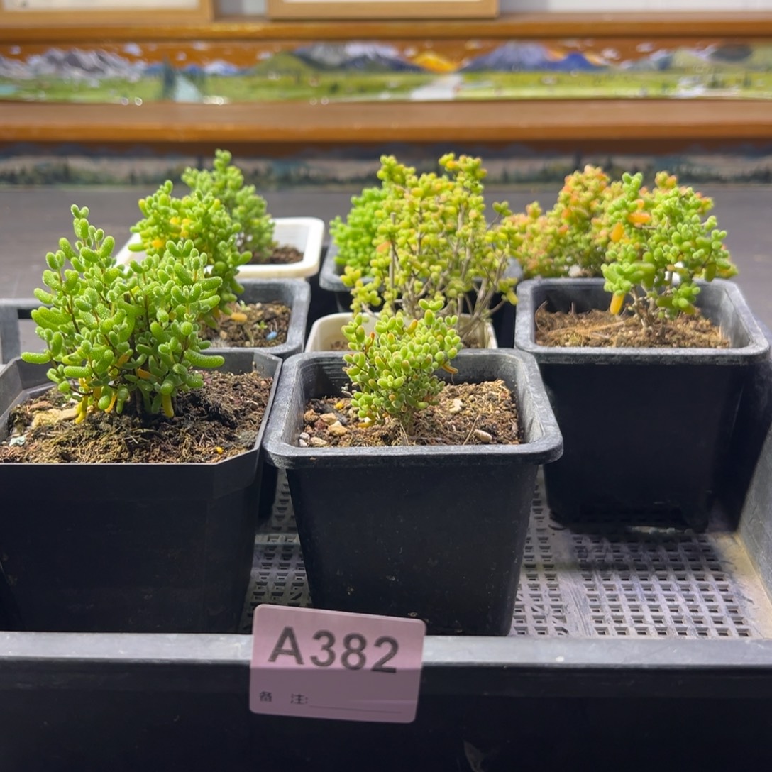 枝干番杏多肉植物382