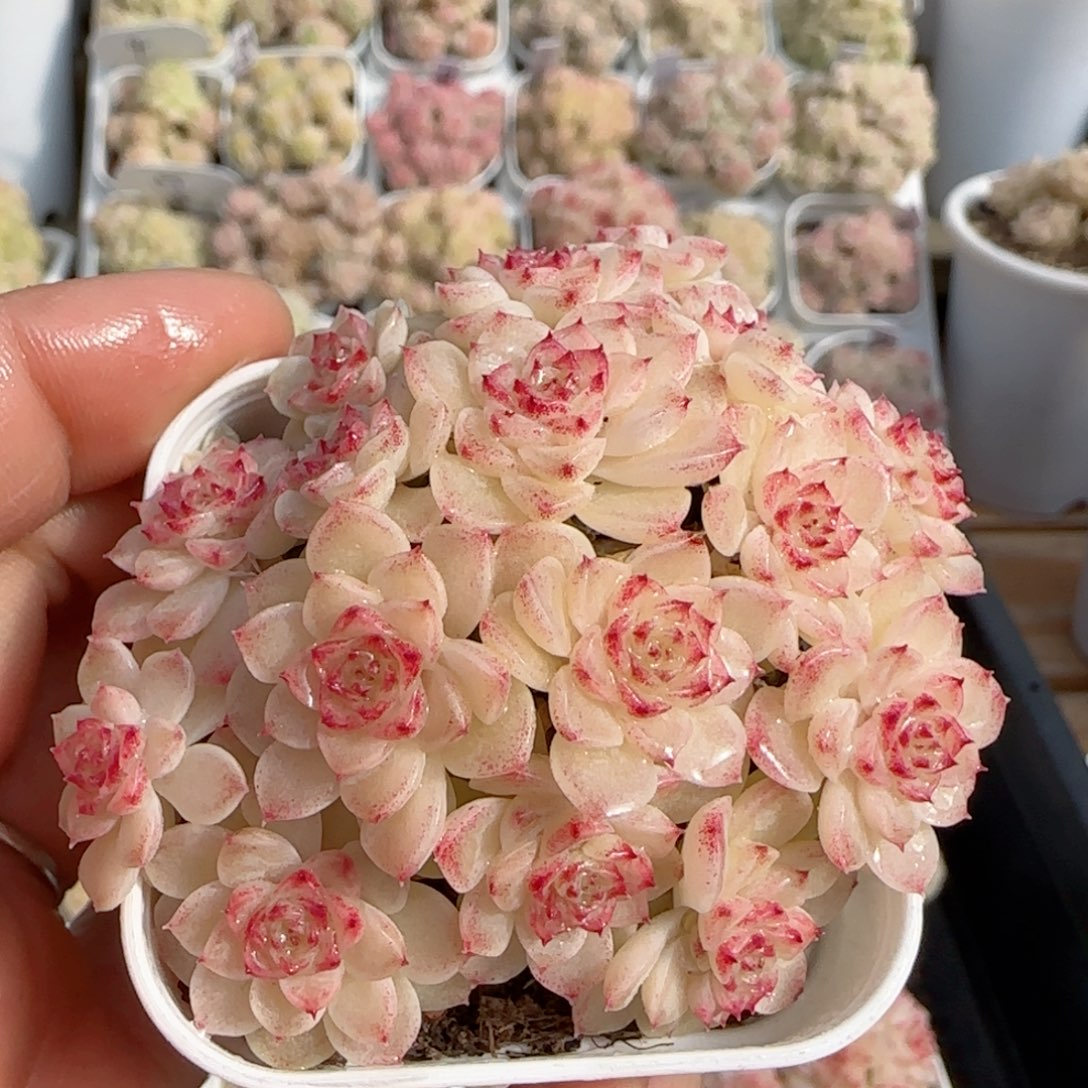 【闪购商品】0131-145（ht-53）