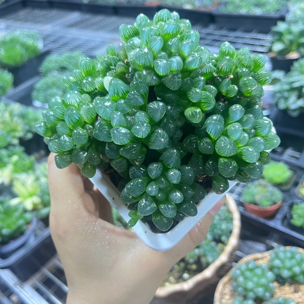 白方盆满杯玉露多肉植物