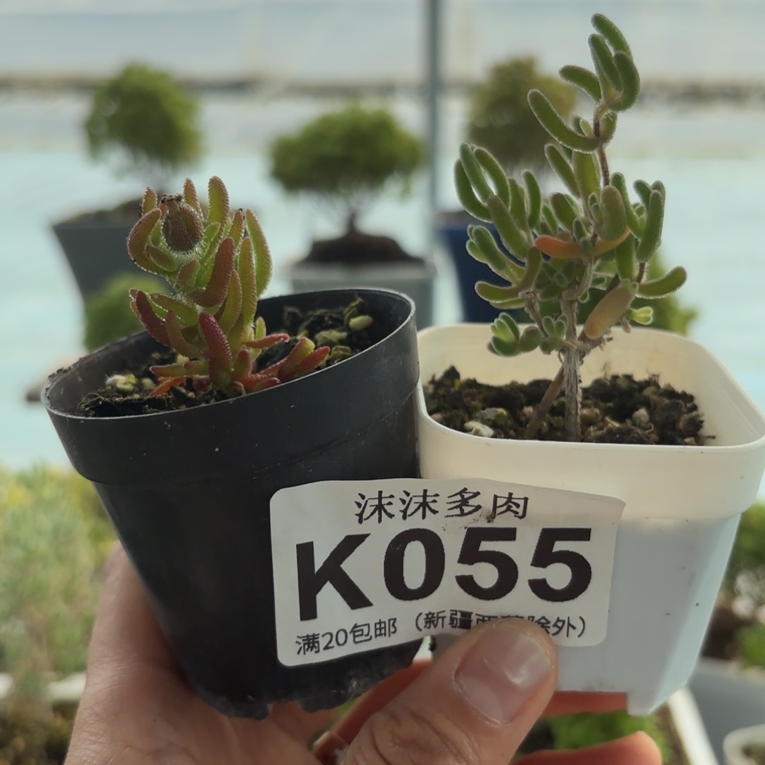 055狐尾和钻石黄化锦