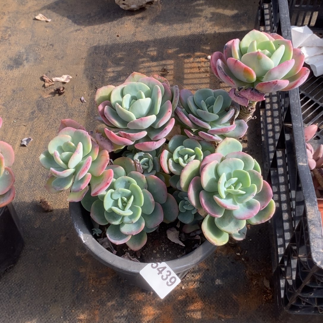 5439白月光一物一拍