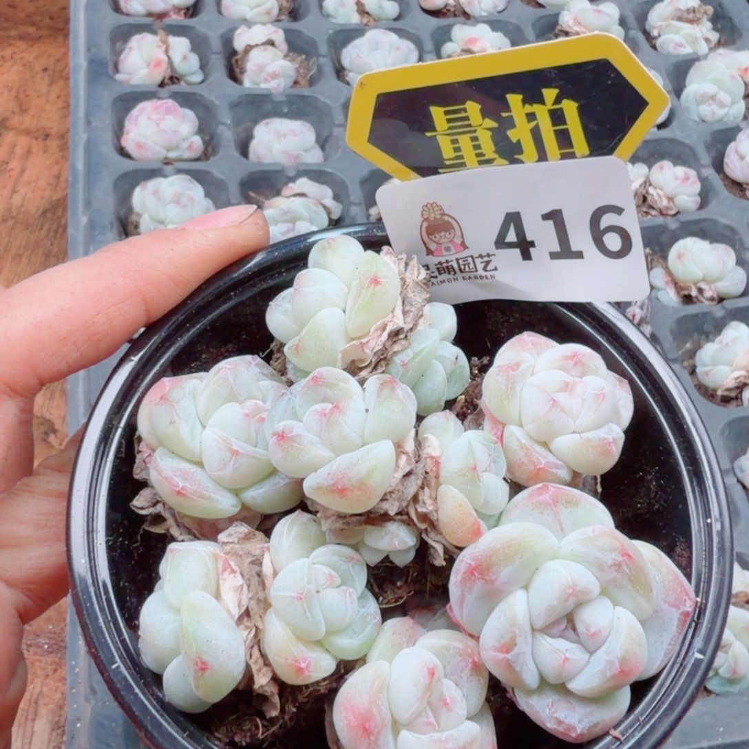 多肉植物多肉植物