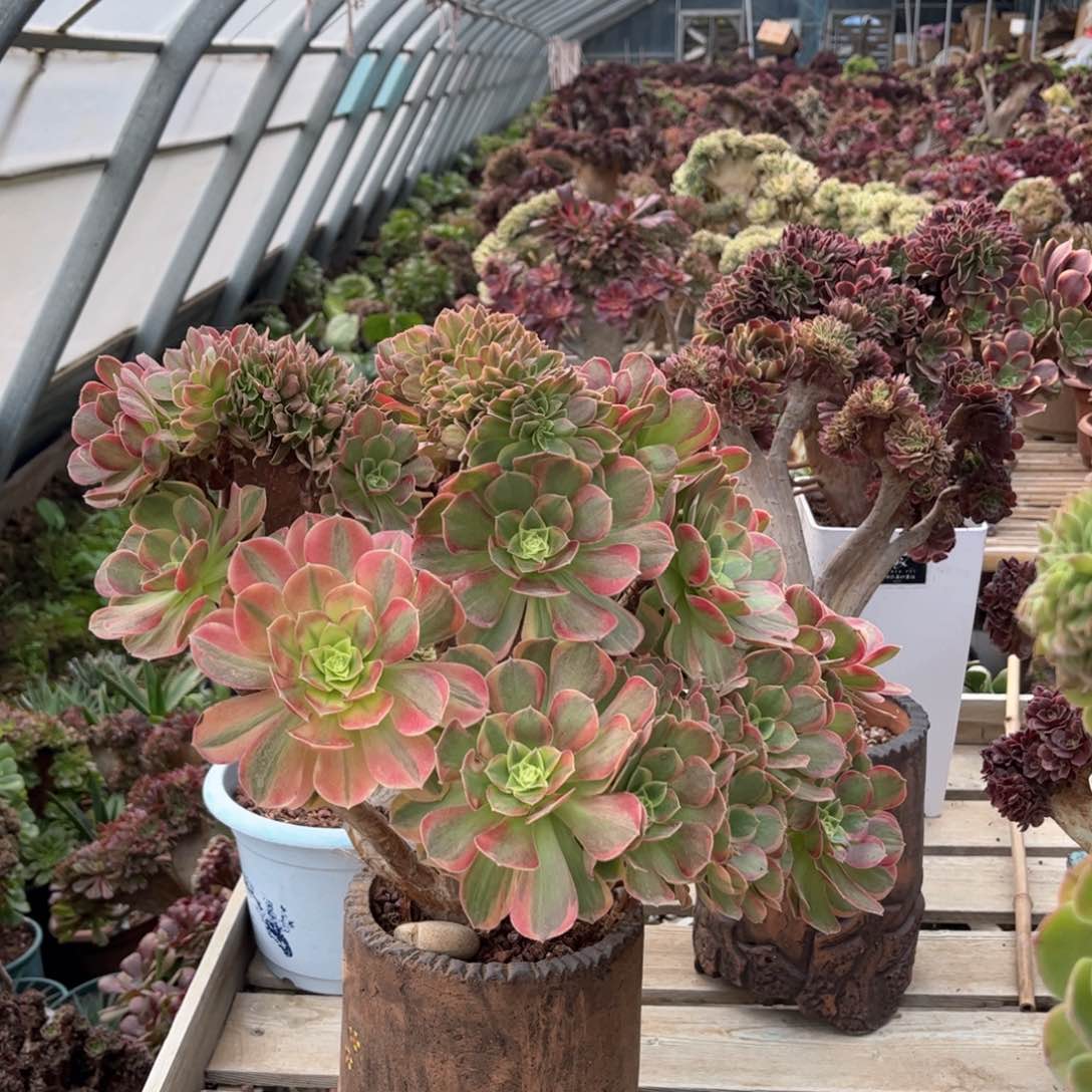 奶白朵朵缀老桩精品