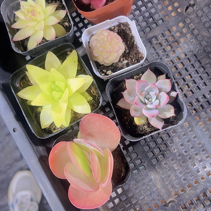 眼****9多肉植物大战僵尸先生，