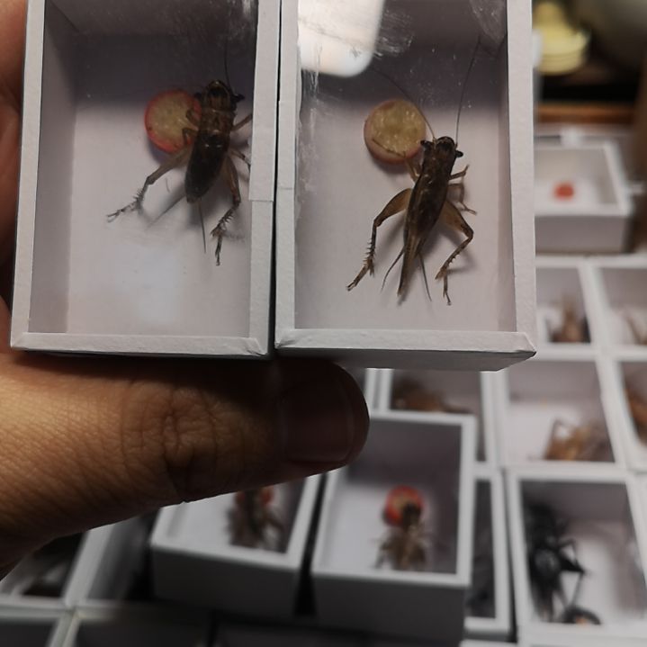 财头两只包邮包保温