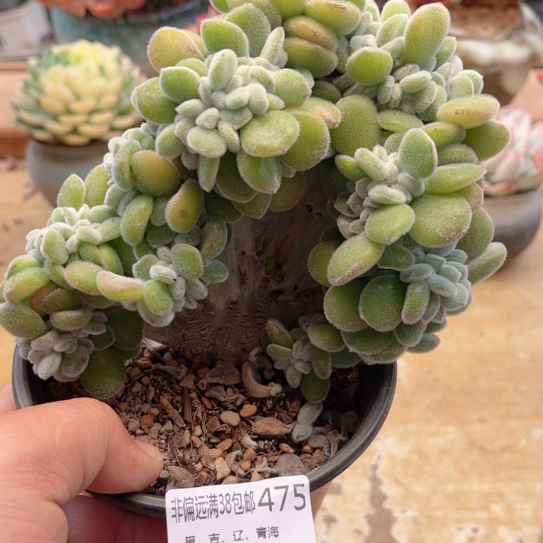 475雪晃星缀德华多肉