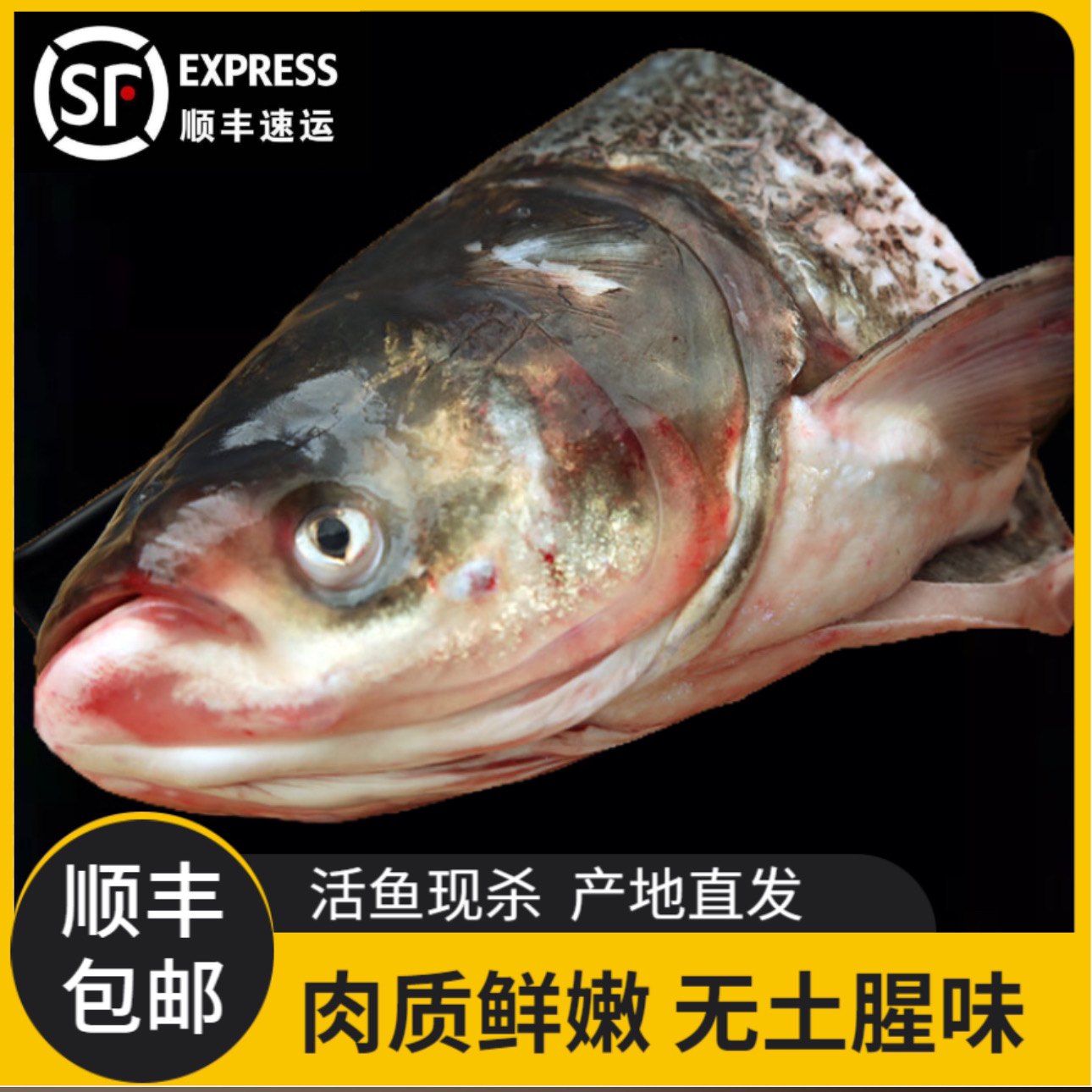 东北胖头花鲢鱼头去鳃净重10斤-11斤顺丰包邮速冻发货