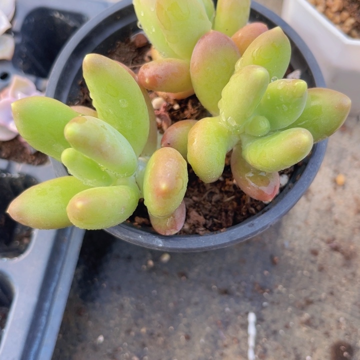 芒果奶多肉植物266