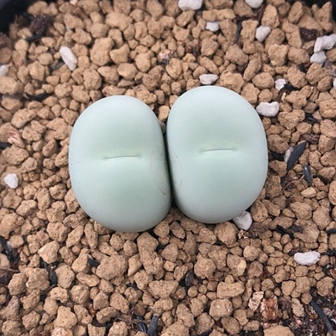 多肉肉锥 双头鸽子蛋