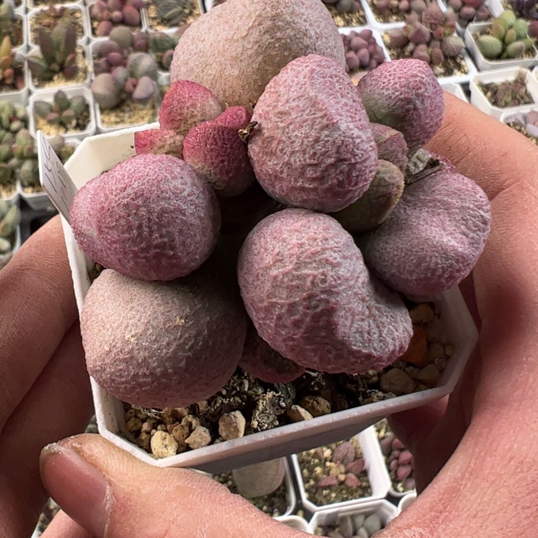 红烧肉水泡老桩多肉植物水泡