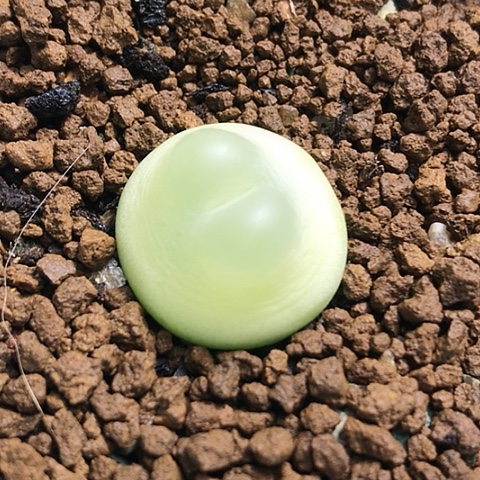 多肉肉锥 1.9Cm 日系拉登
