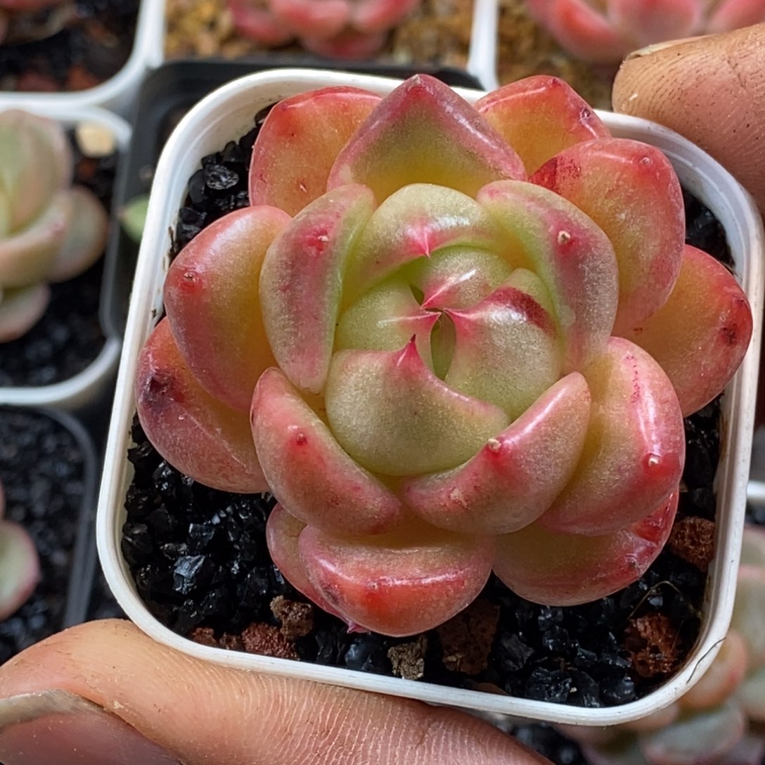 天官赐福百无禁忌