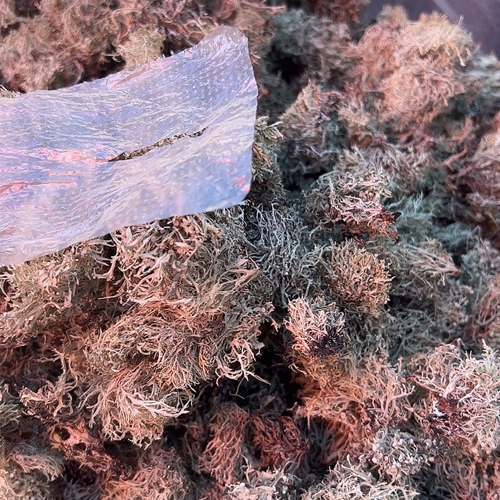 云南野生树毛衣2两