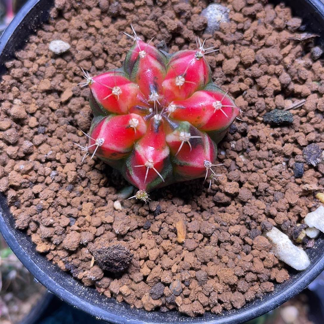 1-191米哈锦2.9厘米