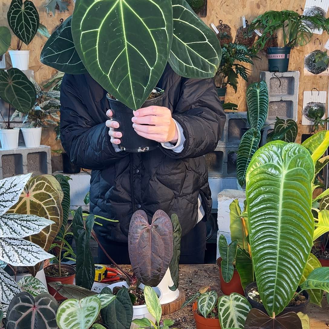 完全开放老桩花烛