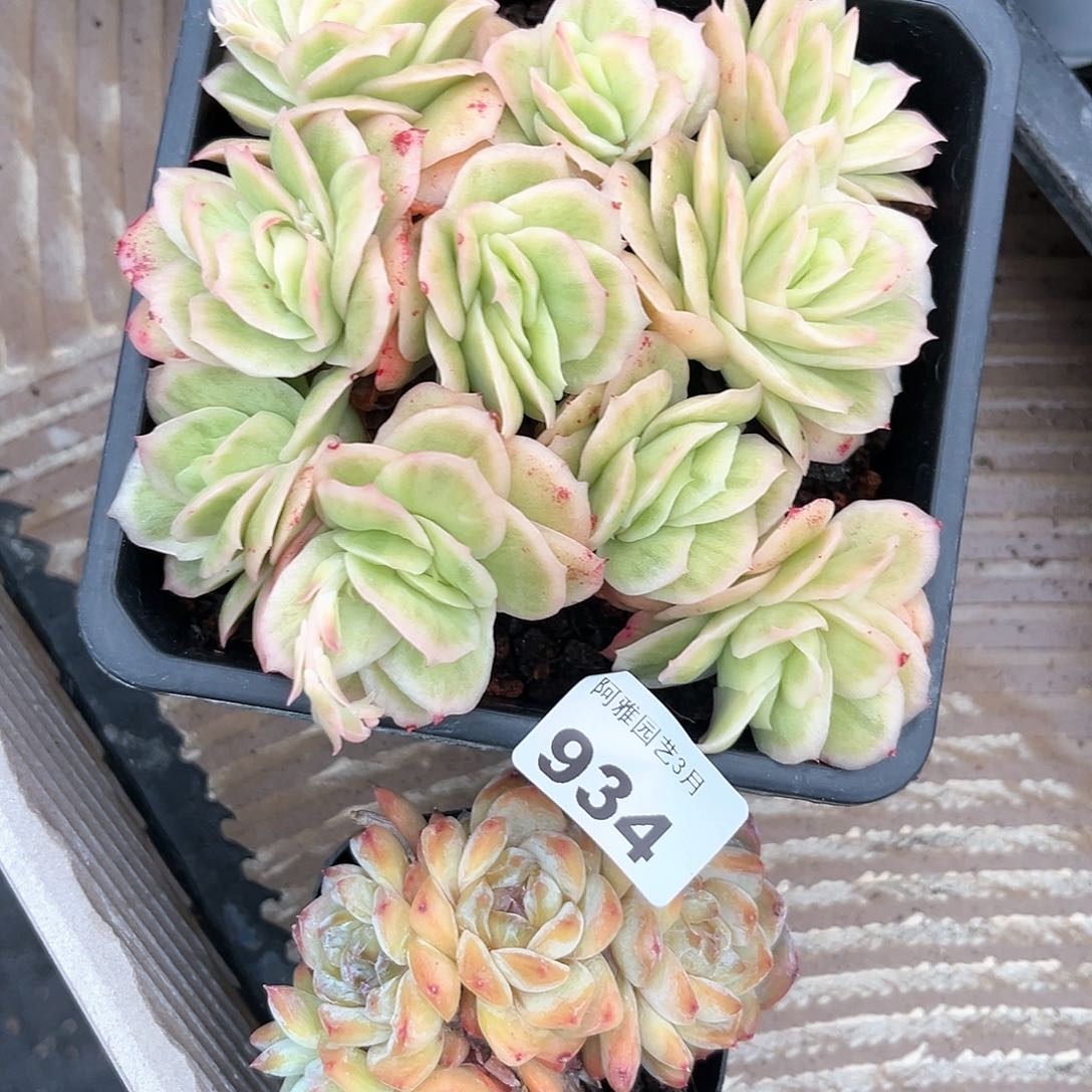 阿雅园艺。    934
