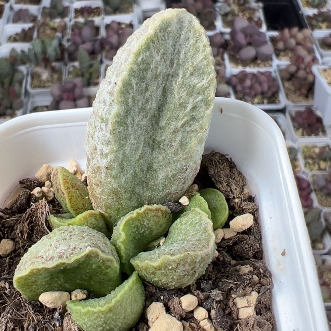 绿霜猪肝多肉植物水泡