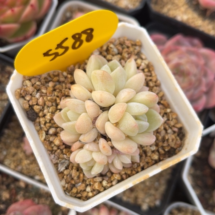 奶油冰玉5头群5588