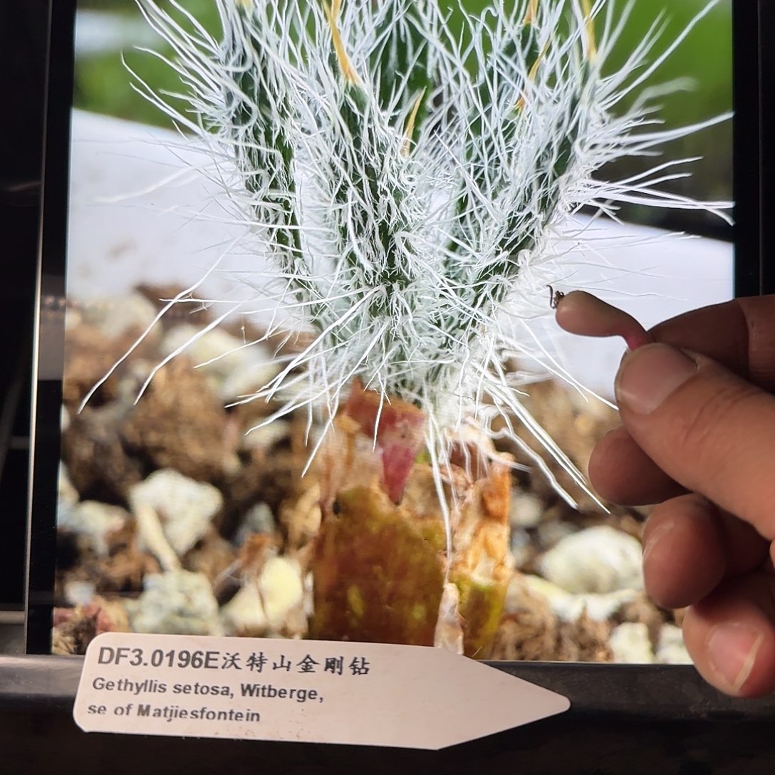 沃特山金刚钻约1cm