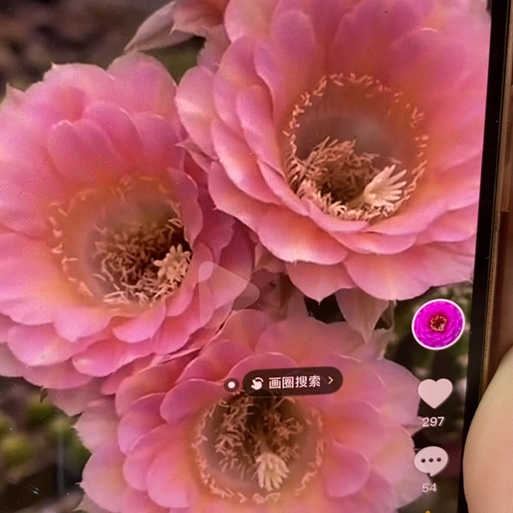 彩草重花9.5公分左右