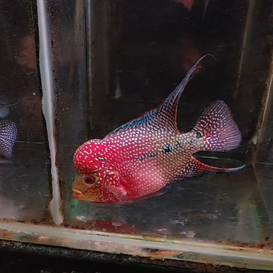 海水鱼22222222222