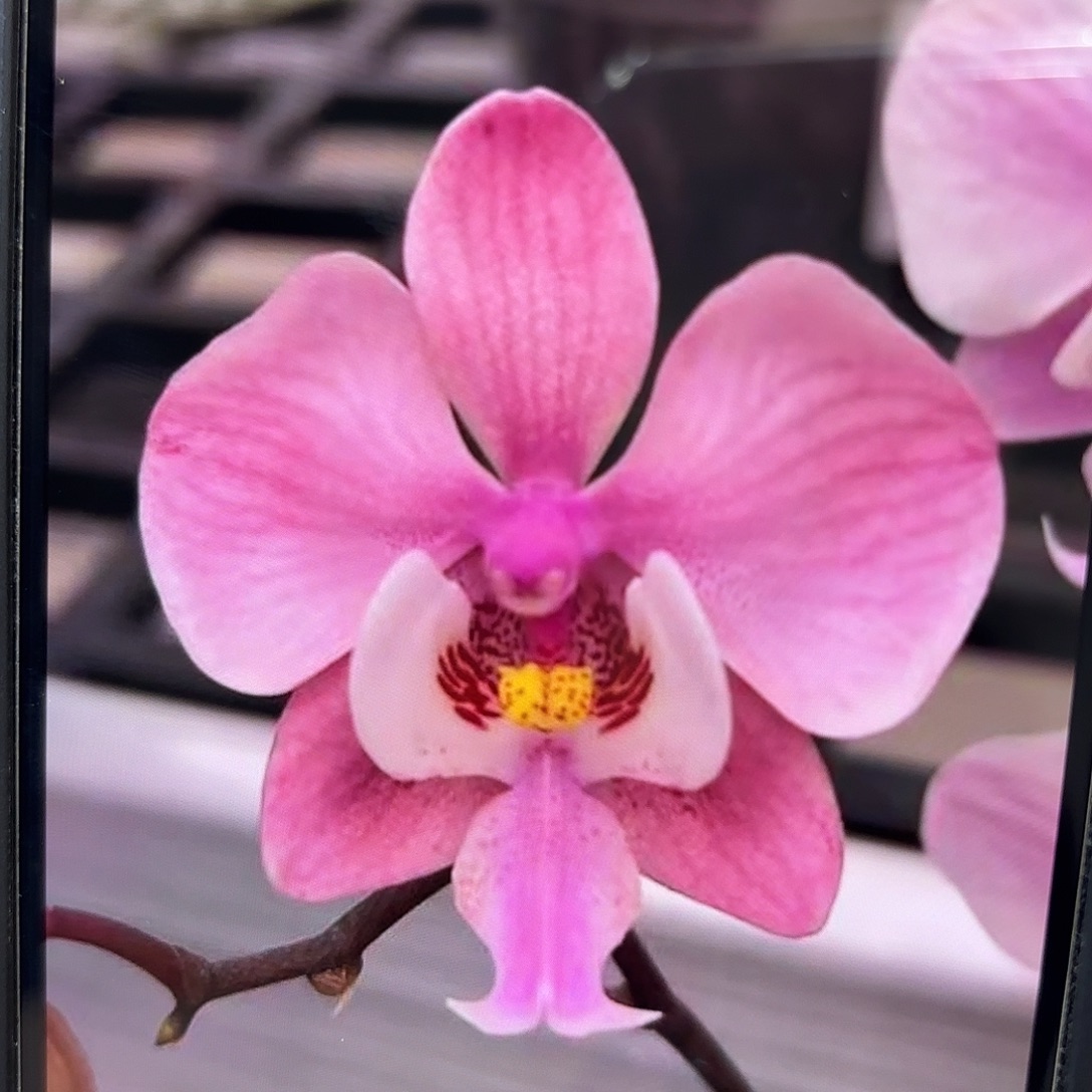 当前无花栽培后可以开花黑叶脉纹
