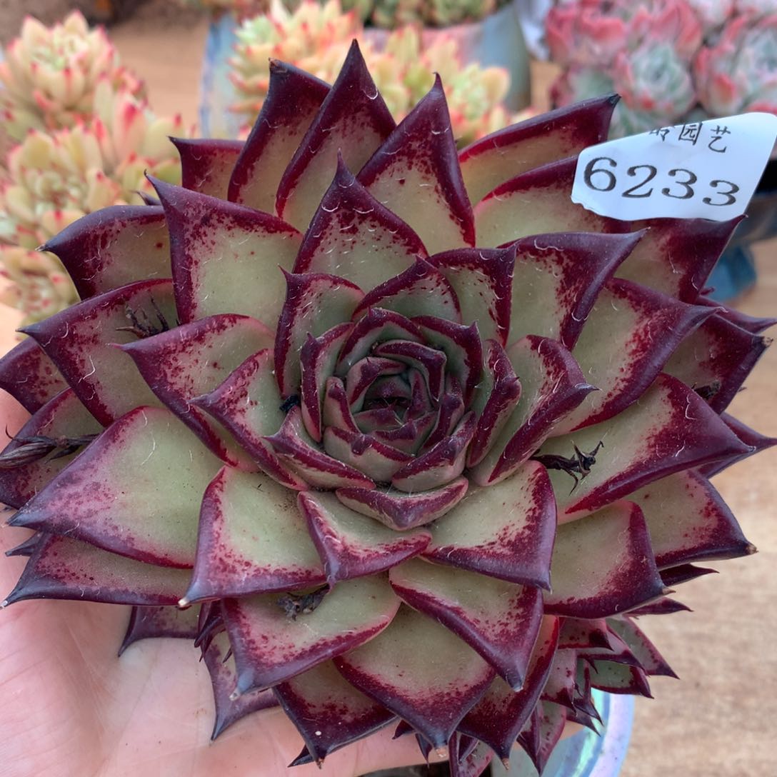 6233杂交多肉老桩