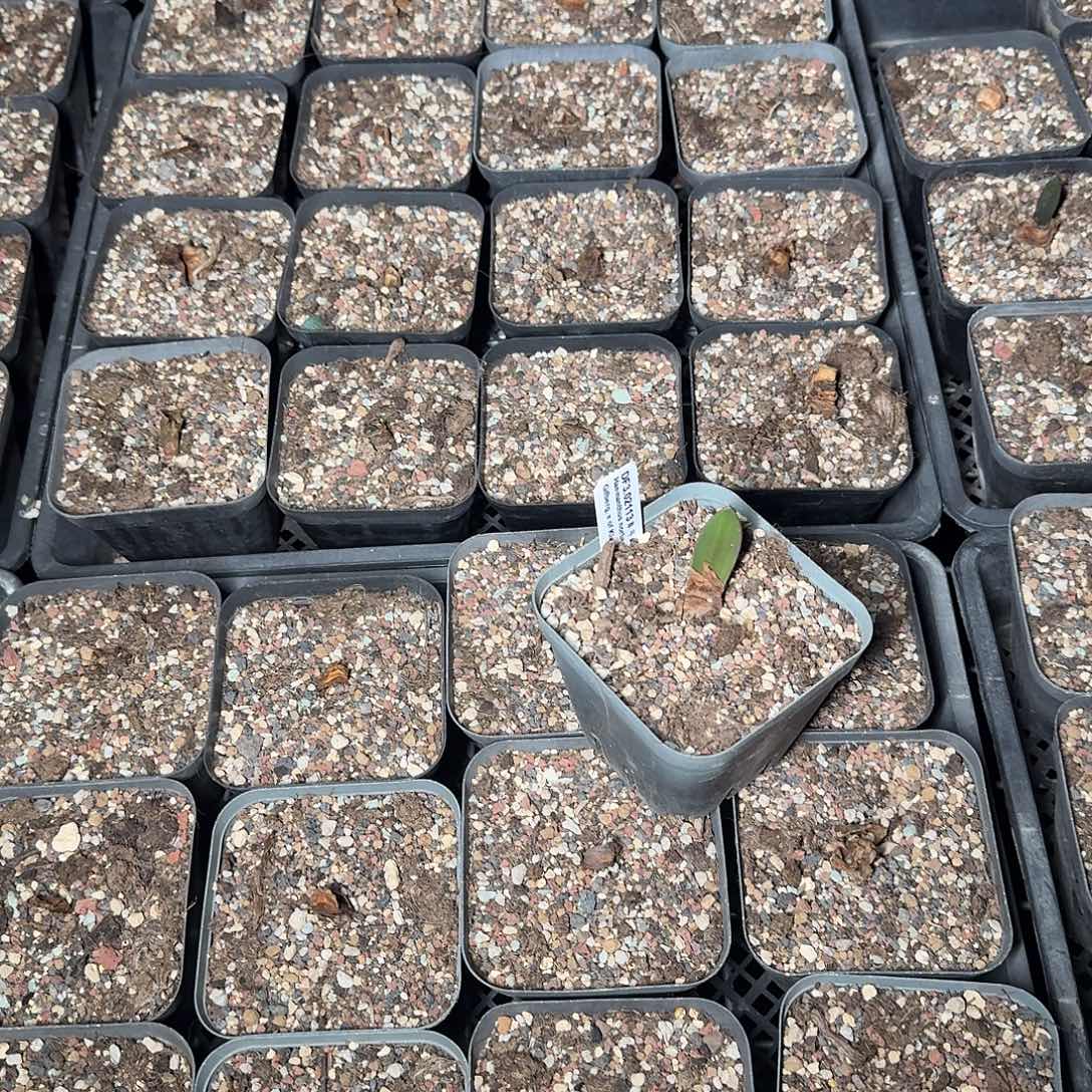 柴***醬象耳血莲一个带盆发约2.5扁的