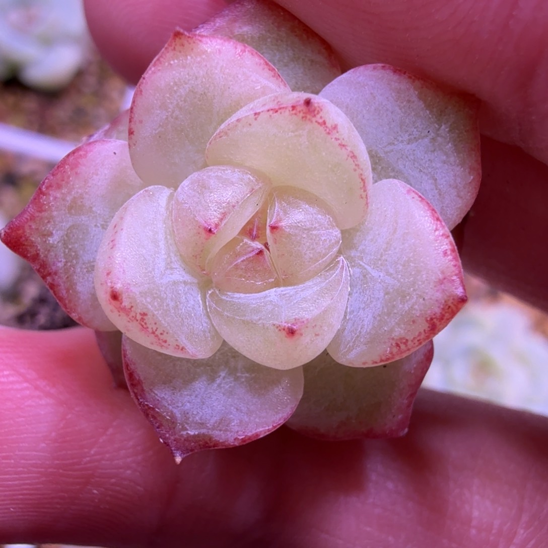 白透糖心一物一拍