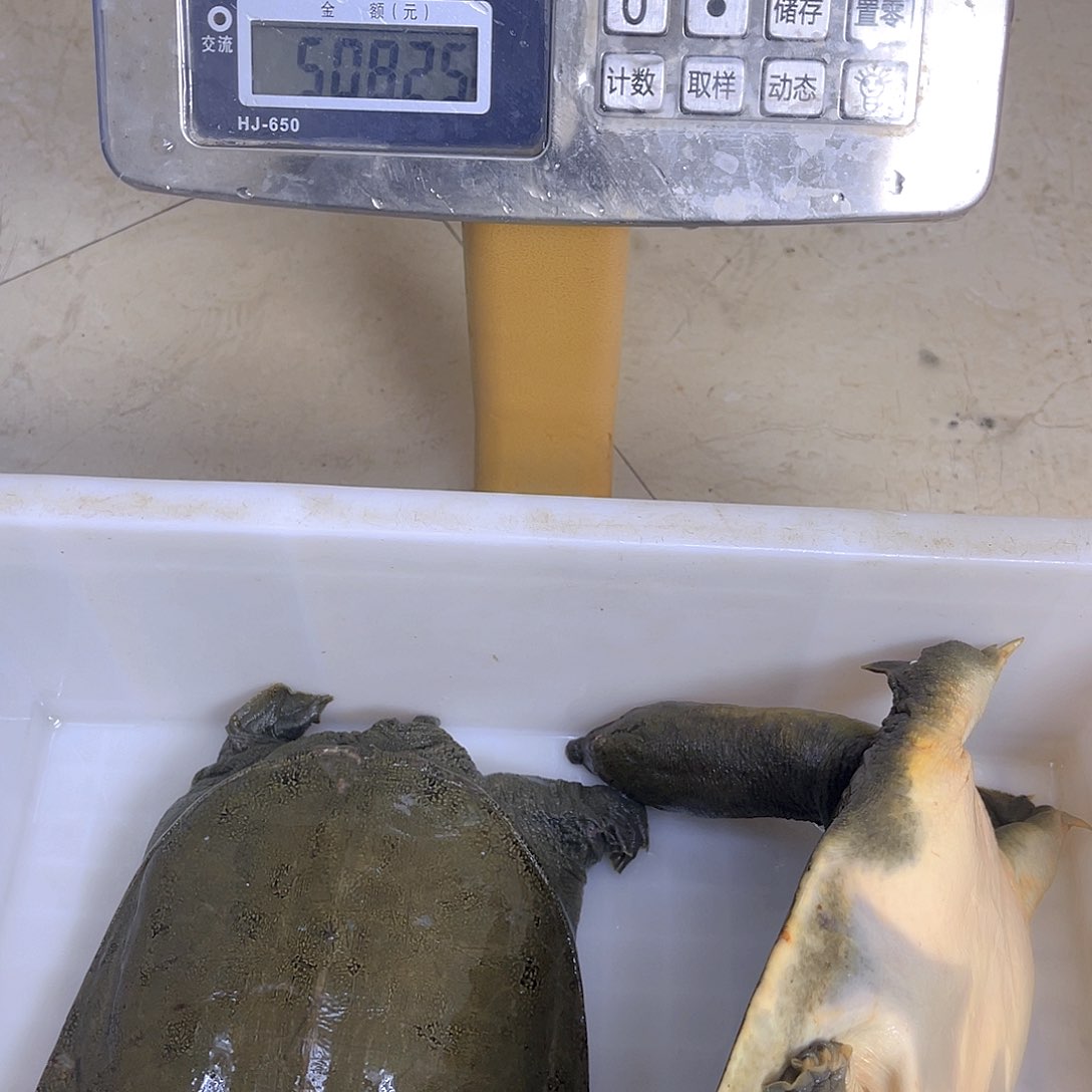 中国大陆野生甲鱼包邮bao guo y