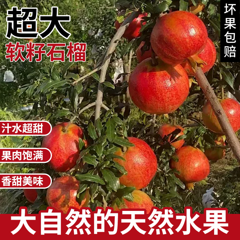 【顺丰包邮】精品突尼斯新鲜软籽石榴个大皮薄爆甜多汁现摘先发
