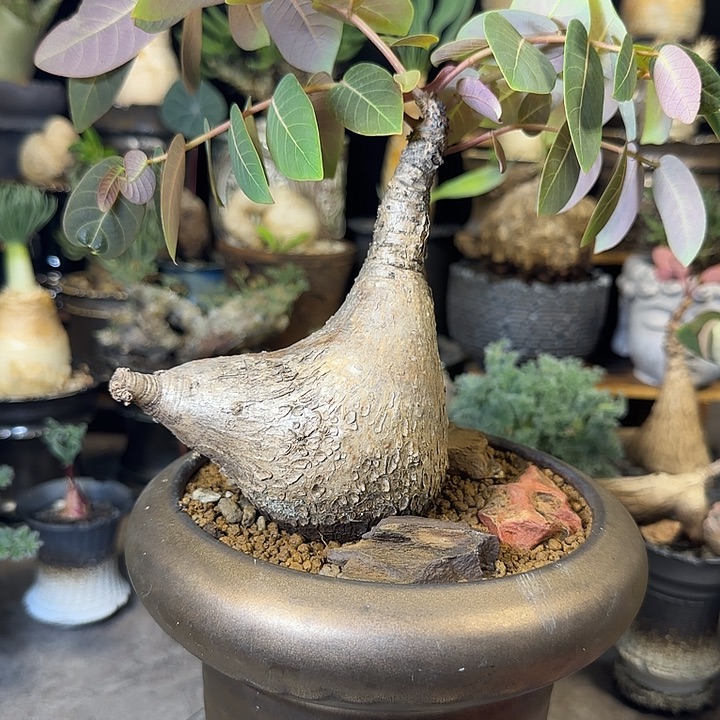 一物一拍奇艺油柑380