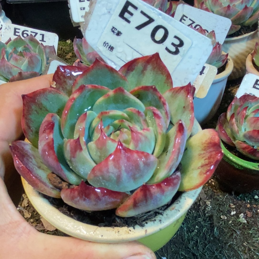 惊鸿一瞥703号楼多肉