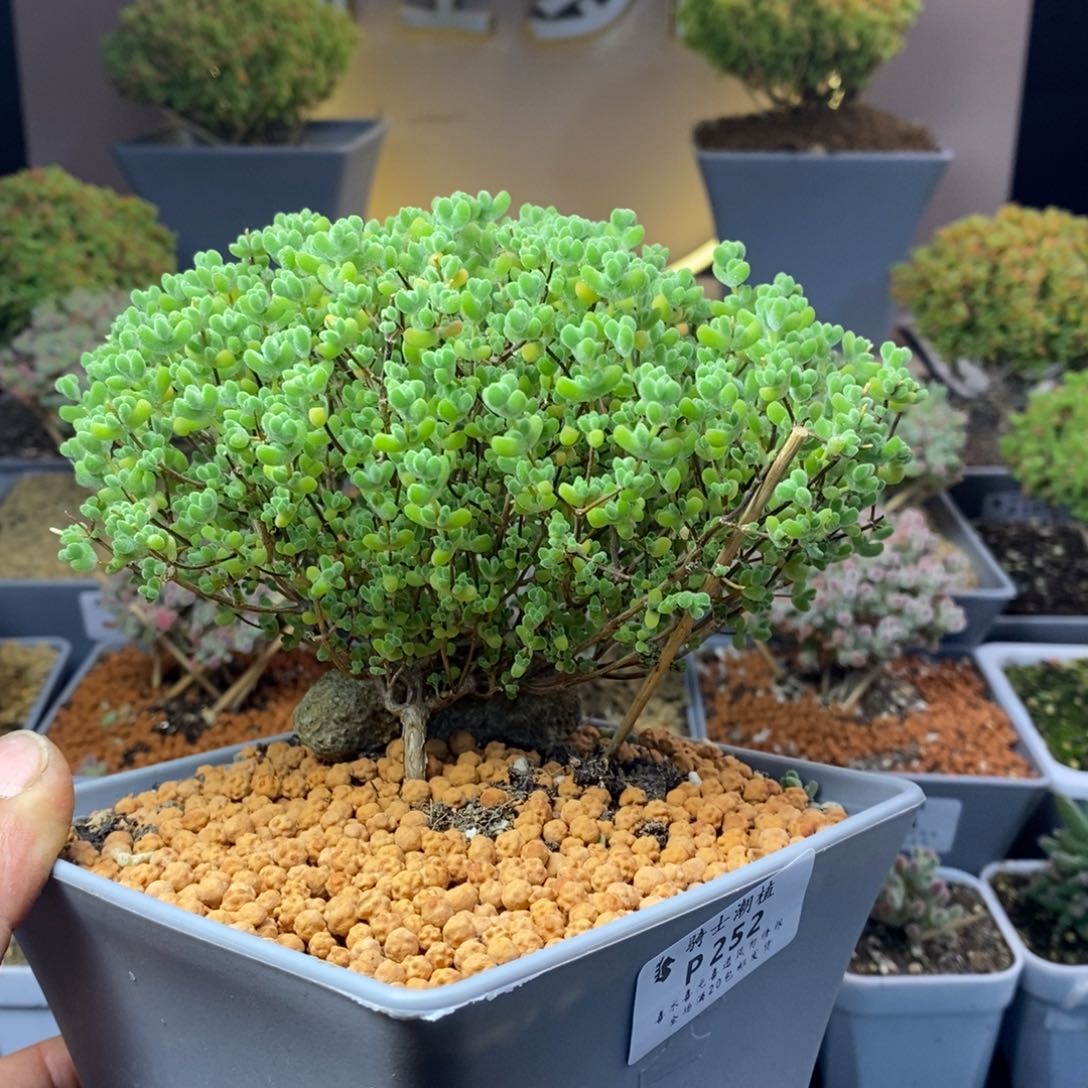 252莱斯枝干番杏