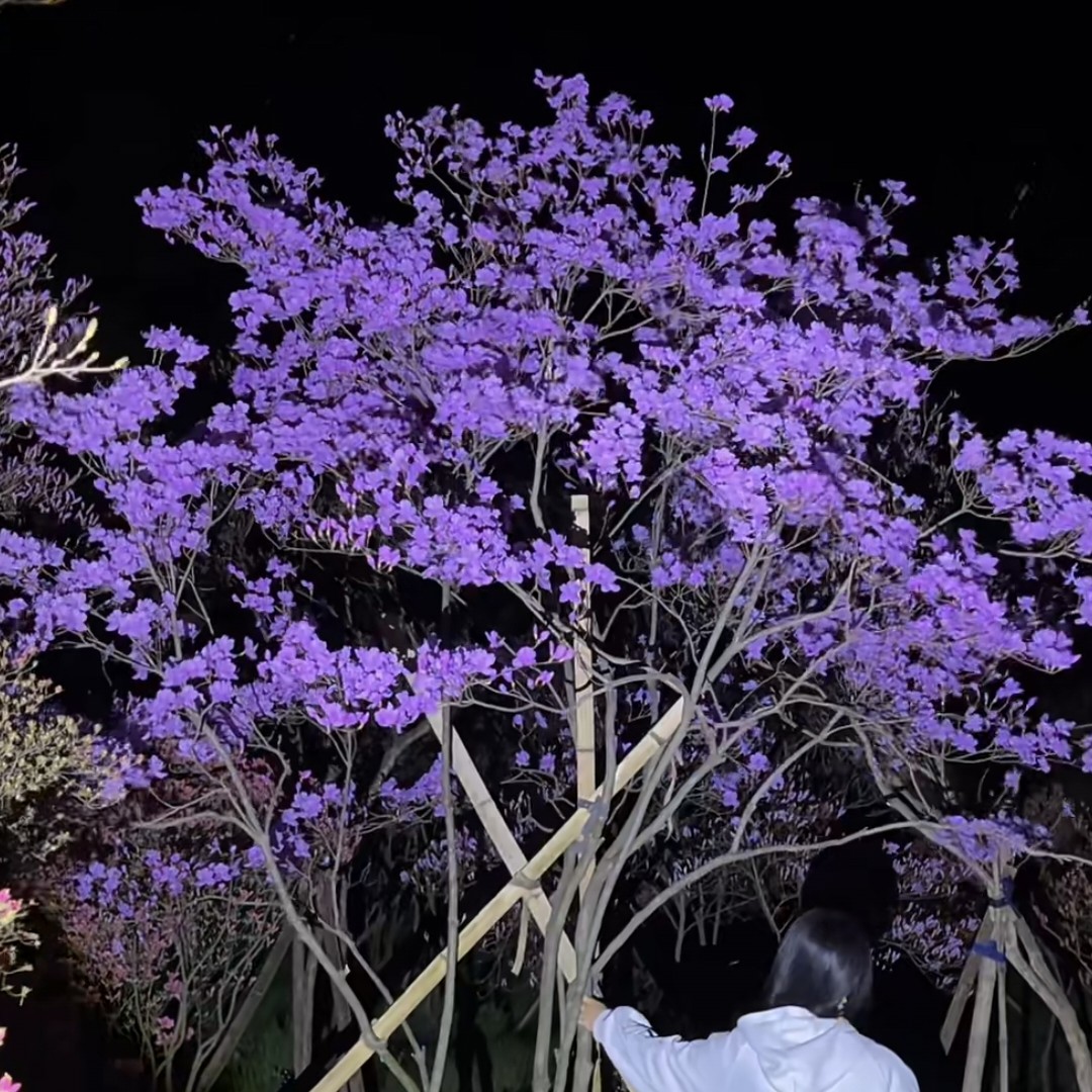 大别山先花后叶映山红紫花，耐热耐寒