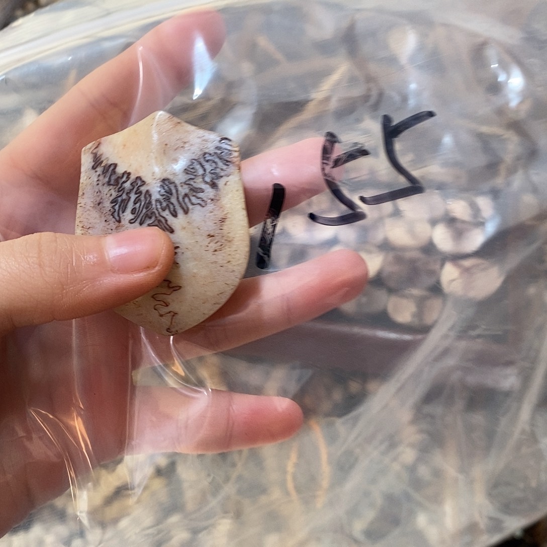 咋***啦非金属三界三界三界